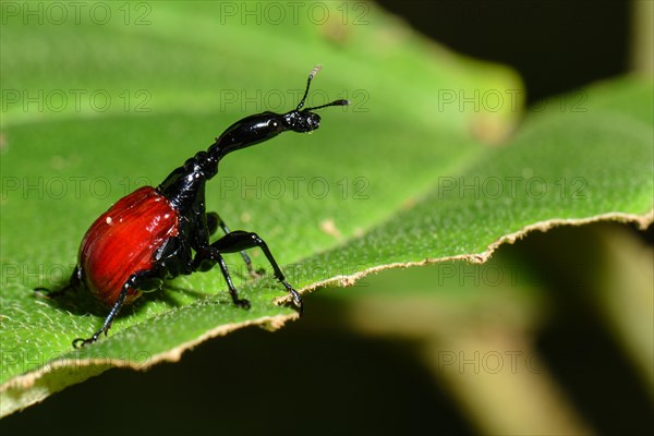 Giraffe weevil