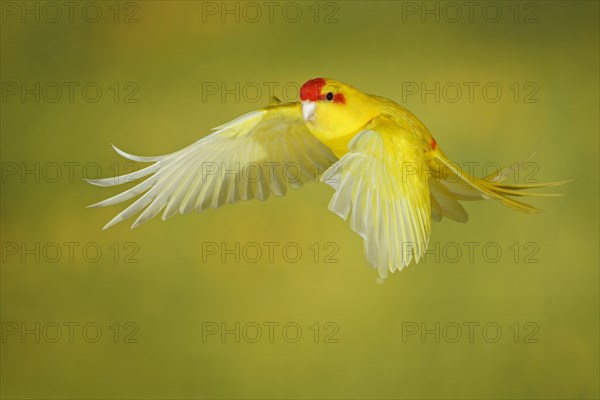 Red-crowned parakeet or red-fronted parakeet