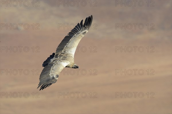 Cape vulture