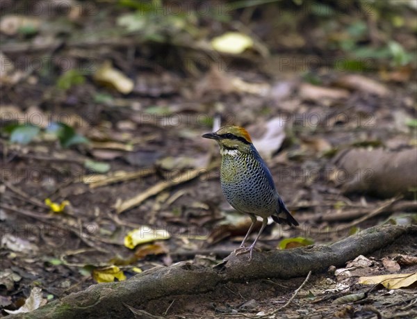Blue pitta