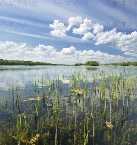 Clear lake with reeds surrounded by forest