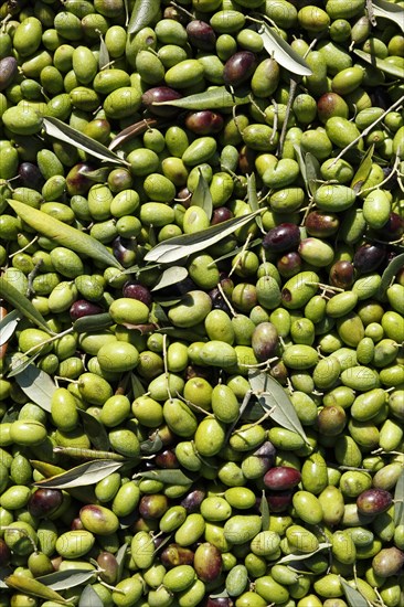 Ripe olives