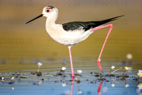 Black-winged stilt