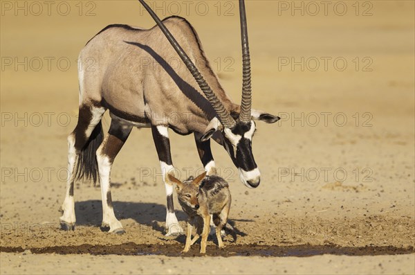 Gemsbok