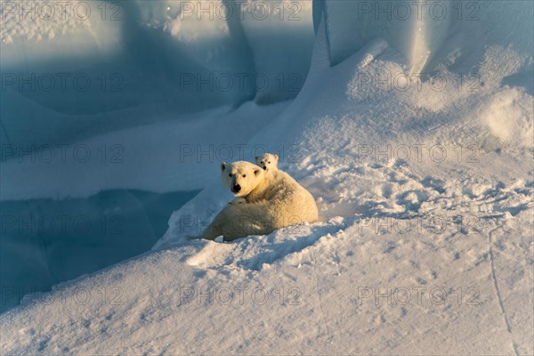 Polar bears