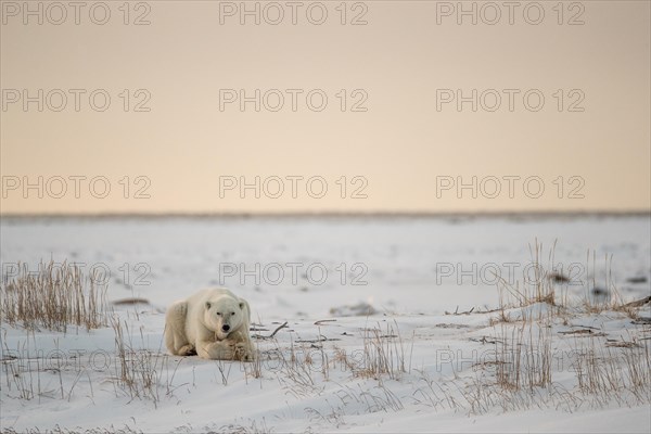 Polar bear