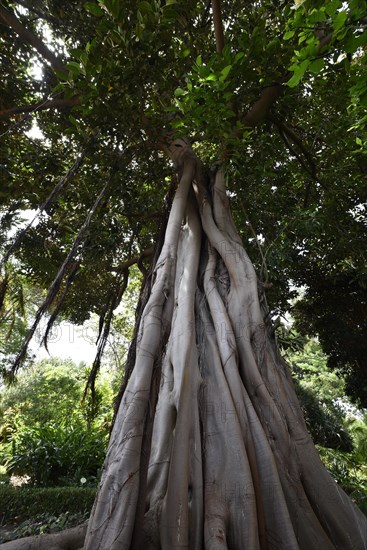 Moreton Bay fig tree at the Botanical Gardens