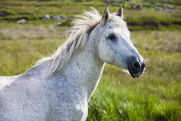 Connemara pony