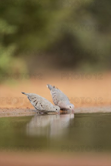 Common Ground Doves