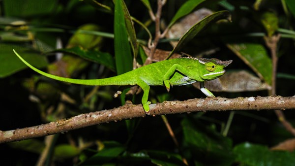 Canopy chameleon