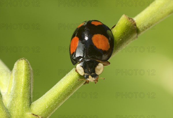 Asian ladybug