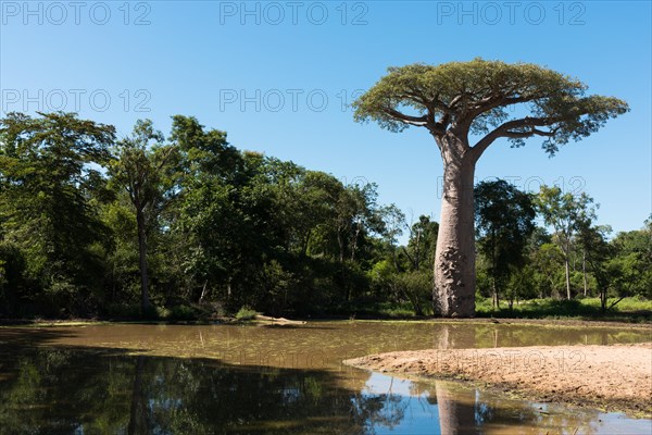 Saint Baobab
