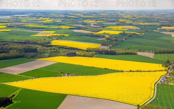 Flowering yellow rape fields