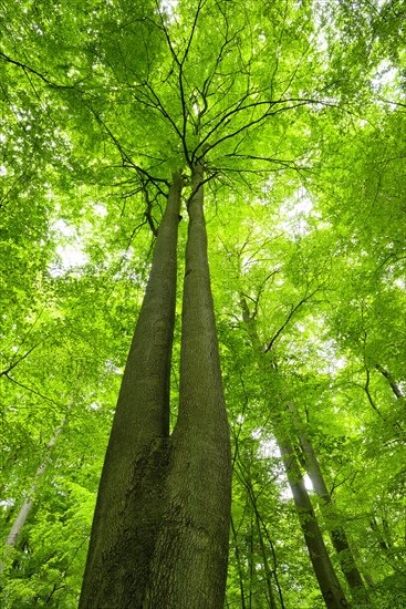 Untouched beech forest