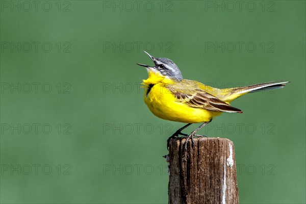 Yellow wagtail