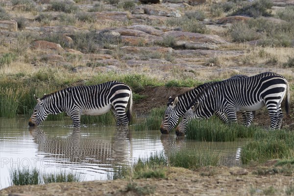 Cape mountain zebras