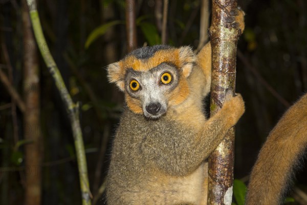 Crowned lemur