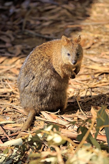 Quokka