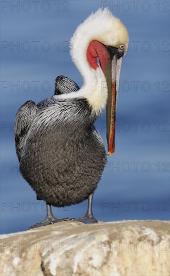 Brown Pelican