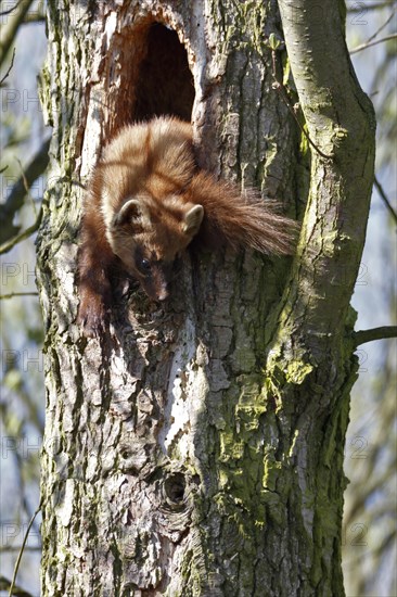 European pine marten