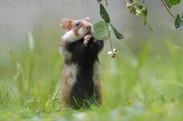 European hamster