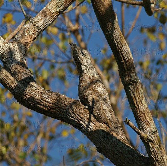 Great potoo