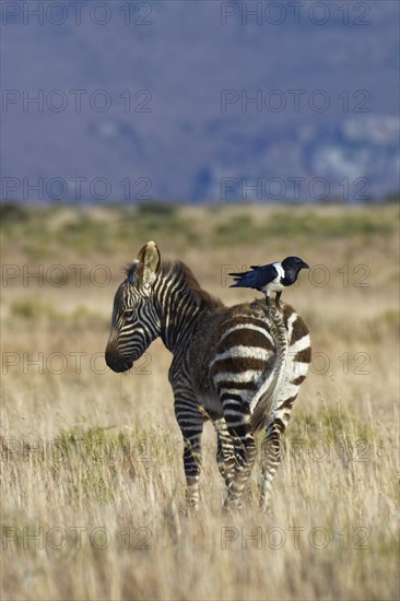 Cape mountain zebra