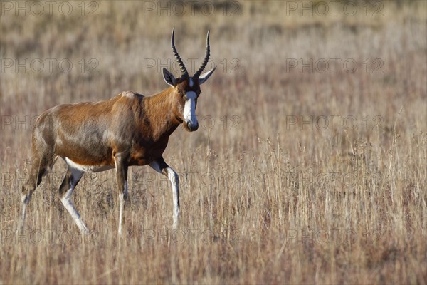 Blesbok