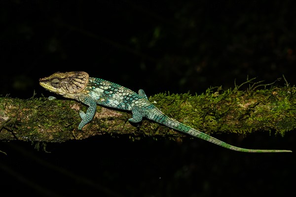 Amber Mountain chameleon