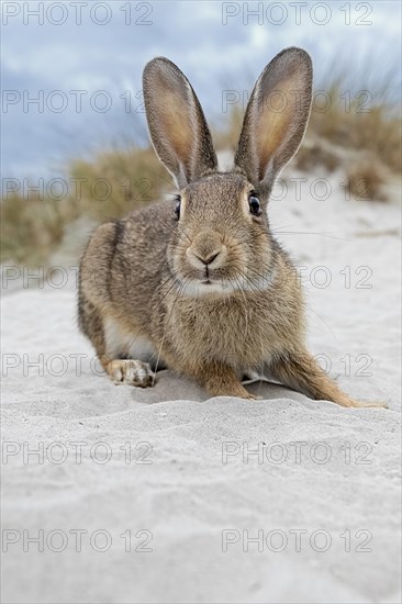 Wild rabbit