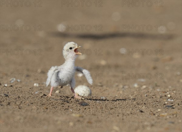 Least Tern