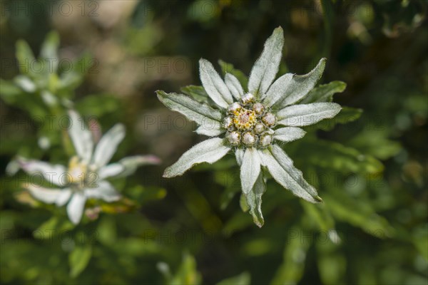 Edelweiss