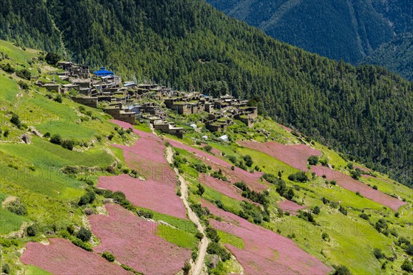 Agricultural landscape with pink buckwheat fields in blossom