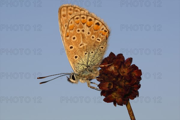 Common Blue