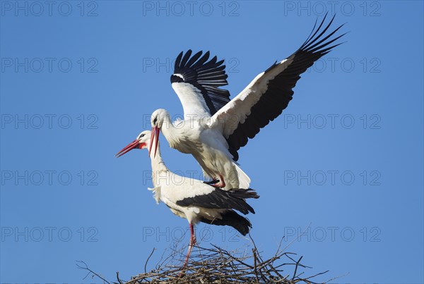 White stork