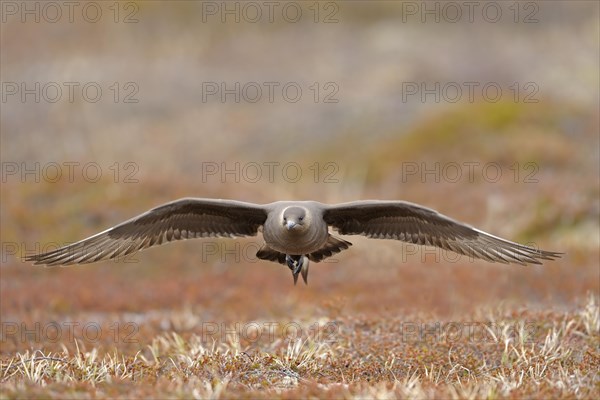 Long-tailed skua or long-tailed jaeger