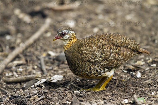 Green-legged partridge