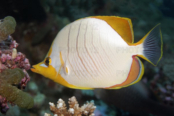 Yellowhead butterflyfish