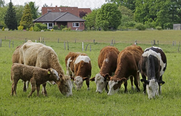 Cows with calf on pasture Tangendorf