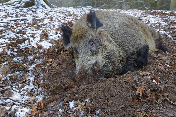 Wild boar