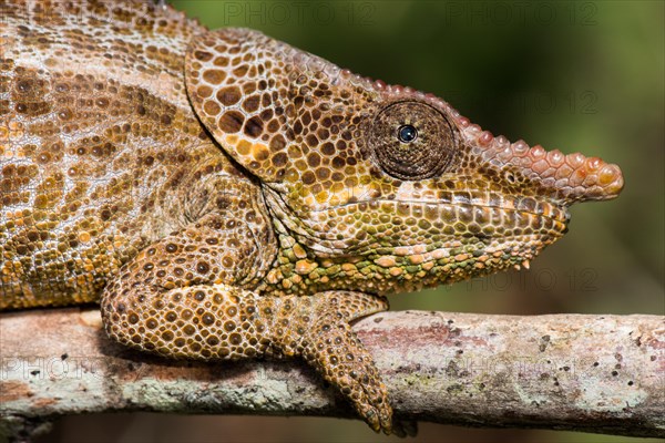 Short-horn chameleon