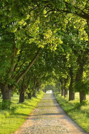 Tree-lined road in the morning light