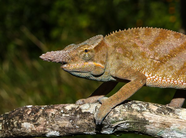 Madagascar two-horned chameleon