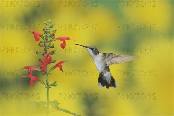 Ruby-throated Hummingbird