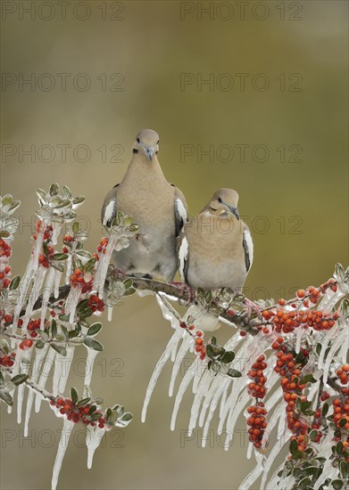 White-winged Doves