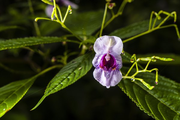 Blooming blossom of Policeman's helmet