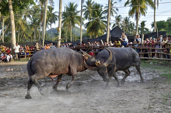 Two water buffalos