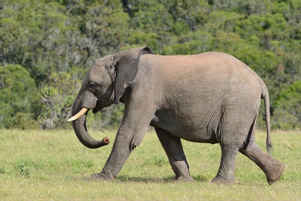 African bush elephant