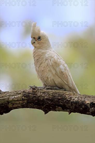 Little Corella