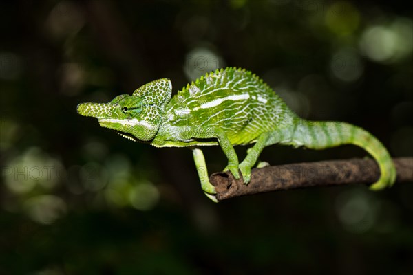 Labord's chameleon